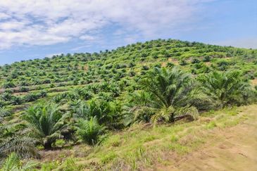 Negeri Sembilan Jempol Jelai 705 Acres Palm Oil Land for SALE ‼️ 