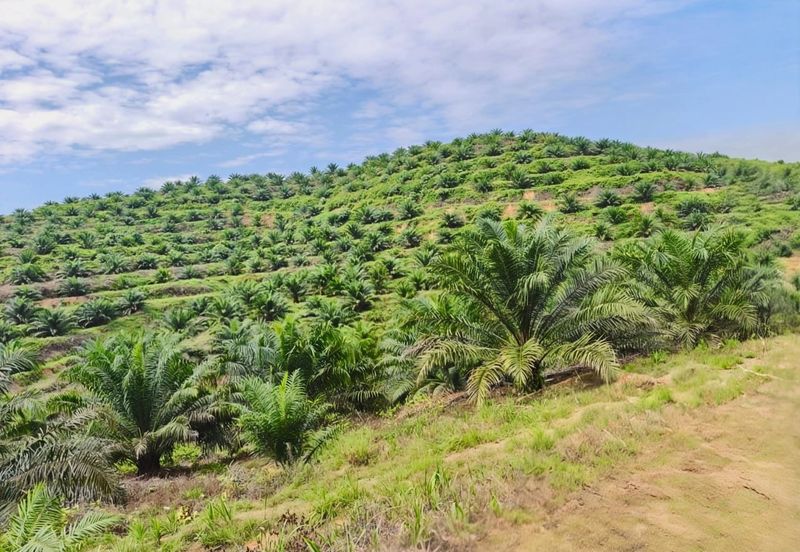 Negeri Sembilan Jempol Jelai 705 Acres Palm Oil Land for SALE ‼️ 