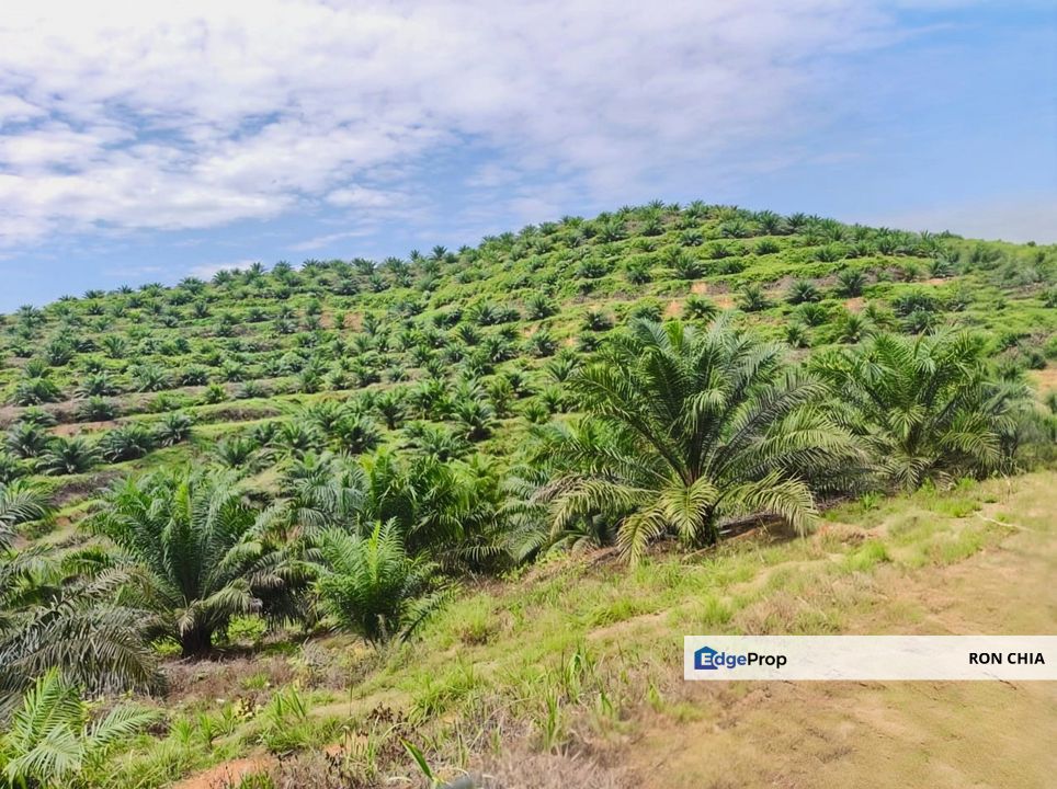 Negeri Sembilan Jempol Jelai 705 Acres Palm Oil Land for SALE ‼️ , Negeri Sembilan, Jempol