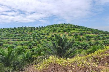 Negeri Sembilan Jempol Jelai 705 Acres Palm Oil Land for SALE ‼️ 