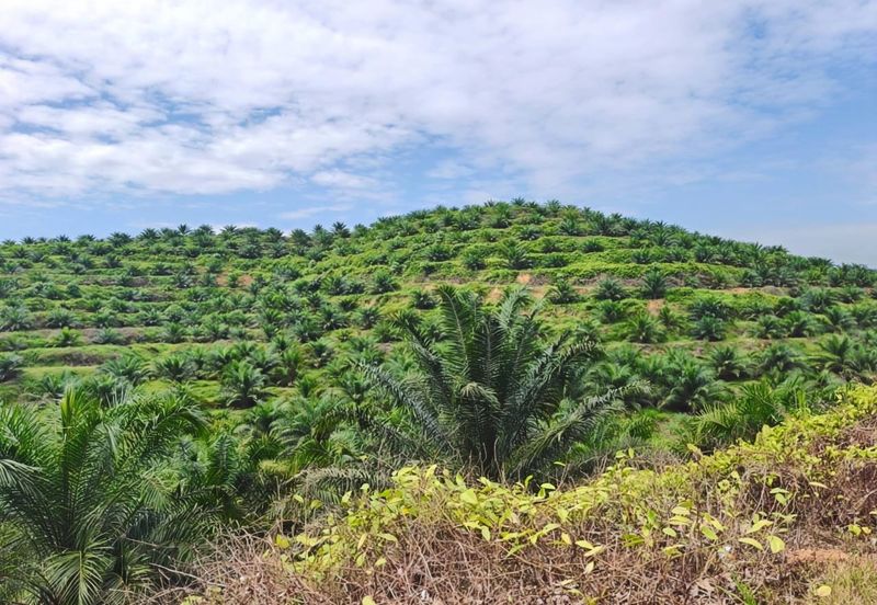 Negeri Sembilan Jempol Jelai 705 Acres Palm Oil Land for SALE ‼️ 