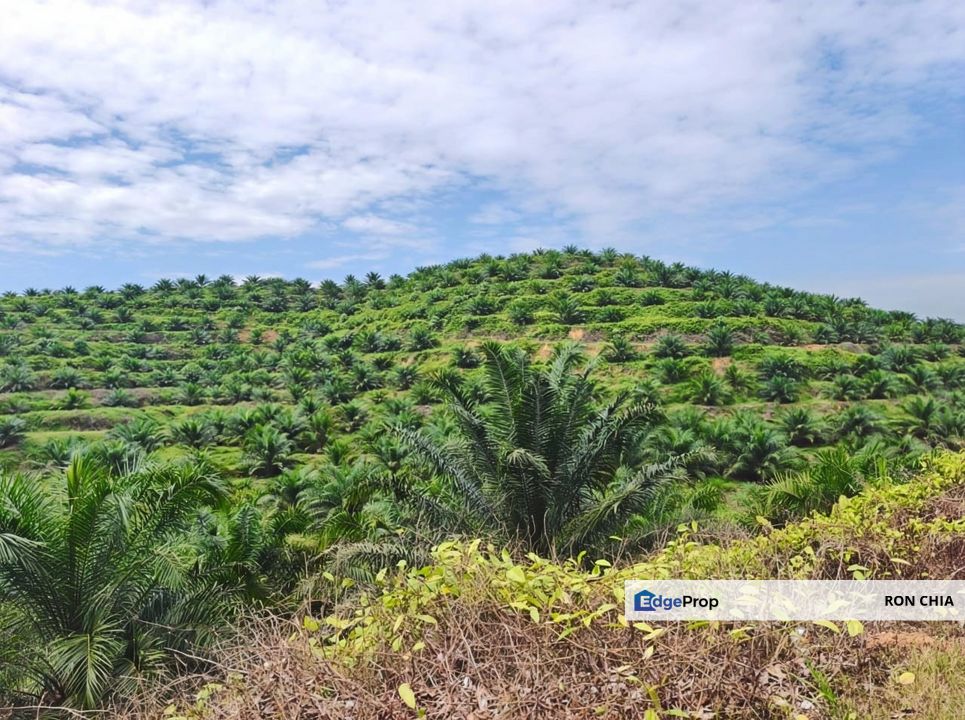 Negeri Sembilan Jempol Jelai 705 Acres Palm Oil Land for SALE ‼️ , Negeri Sembilan, Jempol