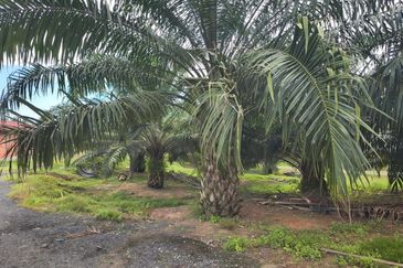 Negeri Sembilan Jempol Jelai 705 Acres Palm Oil Land for SALE ‼️ 
