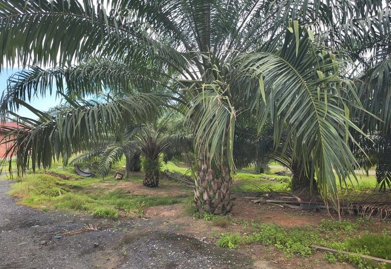Negeri Sembilan Jempol Jelai 705 Acres Palm Oil Land for SALE ‼️ 