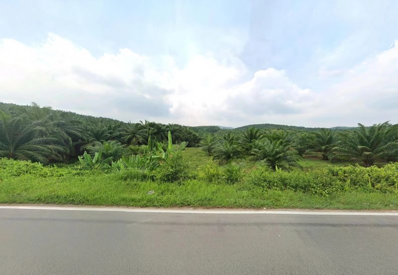 Negeri Sembilan Jempol Jelai 705 Acres Palm Oil Land for SALE ‼️ 