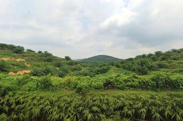 Negeri Sembilan Jempol Jelai 705 Acres Palm Oil Land for SALE ‼️ 