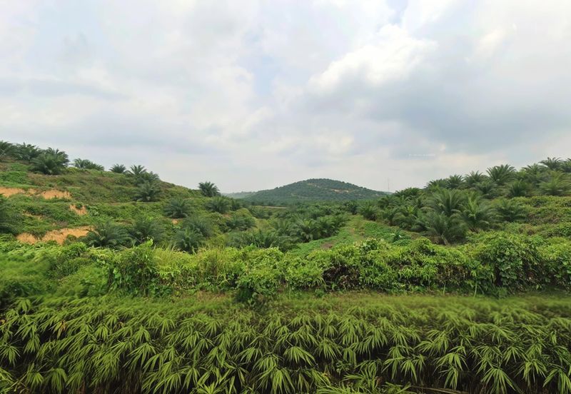 Negeri Sembilan Jempol Jelai 705 Acres Palm Oil Land for SALE ‼️ 