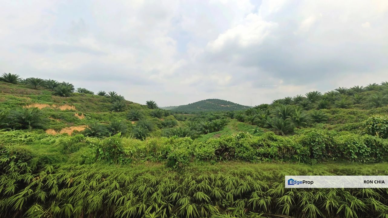 Negeri Sembilan Jempol Jelai 705 Acres Palm Oil Land for SALE ‼️ , Negeri Sembilan, Jempol