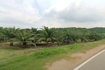 Negeri Sembilan Jempol Jelai 705 Acres Palm Oil Land for SALE ‼️ 