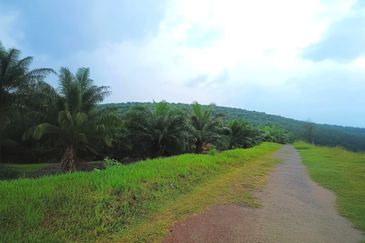 Negeri Sembilan Jempol Jelai 705 Acres Palm Oil Land for SALE ‼️ 