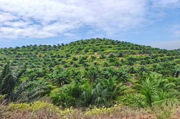 Negeri Sembilan Jempol Jelai 705 Acres Palm Oil Land for SALE ‼️ 