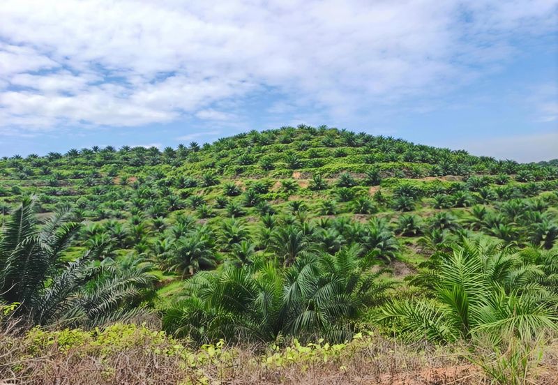 Negeri Sembilan Jempol Jelai 705 Acres Palm Oil Land for SALE ‼️ 