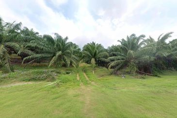 Negeri Sembilan Jempol Jelai 705 Acres Palm Oil Land for SALE ‼️ 