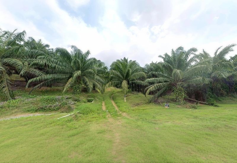 Negeri Sembilan Jempol Jelai 705 Acres Palm Oil Land for SALE ‼️ 