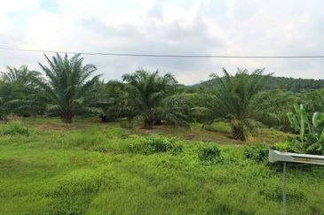 Negeri Sembilan Jempol Jelai 705 Acres Palm Oil Land for SALE ‼️ 
