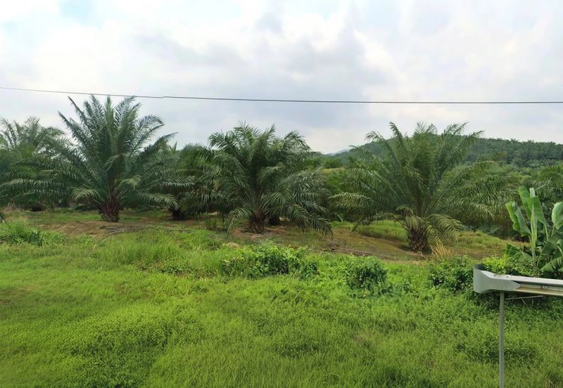 Negeri Sembilan Jempol Jelai 705 Acres Palm Oil Land for SALE ‼️ 