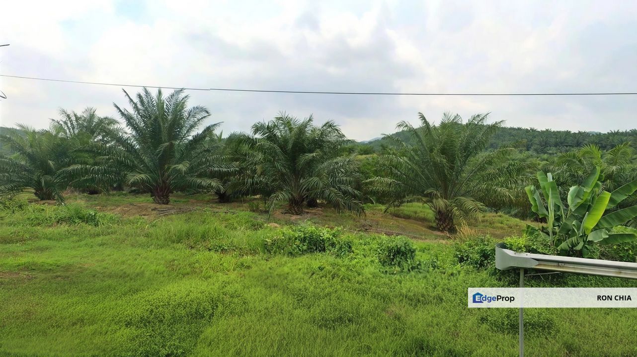 Negeri Sembilan Jempol Jelai 705 Acres Palm Oil Land for SALE ‼️ , Negeri Sembilan, Jempol