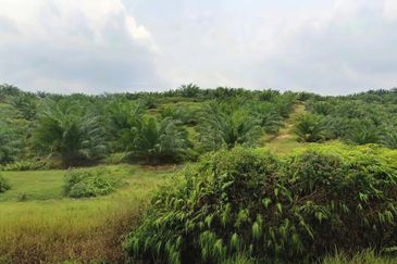 Negeri Sembilan Jempol Jelai 705 Acres Palm Oil Land for SALE ‼️ 
