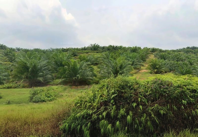 Negeri Sembilan Jempol Jelai 705 Acres Palm Oil Land for SALE ‼️ 
