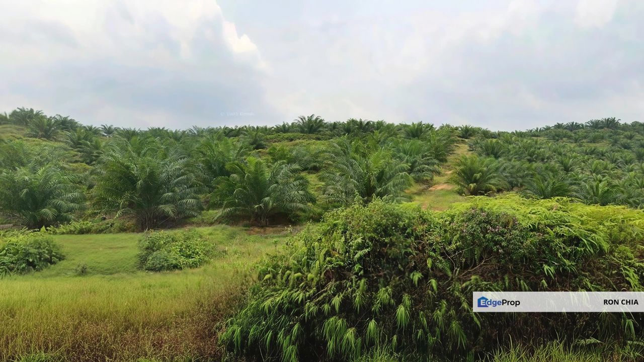Negeri Sembilan Jempol Jelai 705 Acres Palm Oil Land for SALE ‼️ , Negeri Sembilan, Jempol