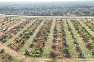 Perak Pantai Remis 1668 Acres Mixed Development Converted Industrial Palm Oil Land for SALE ‼️ 