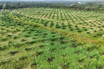 Perak Pantai Remis 1668 Acres Mixed Development Converted Industrial Palm Oil Land for SALE ‼️ 