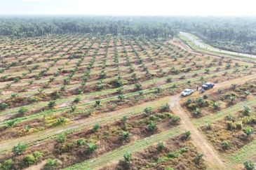 Perak Pantai Remis 1668 Acres Mixed Development Converted Industrial Palm Oil Land for SALE ‼️ 