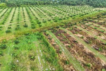 Perak Pantai Remis 1668 Acres Mixed Development Converted Industrial Palm Oil Land for SALE ‼️ 