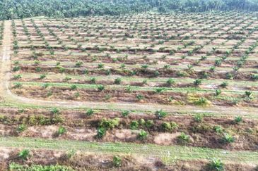 Perak Pantai Remis 1668 Acres Mixed Development Converted Industrial Palm Oil Land for SALE ‼️ 