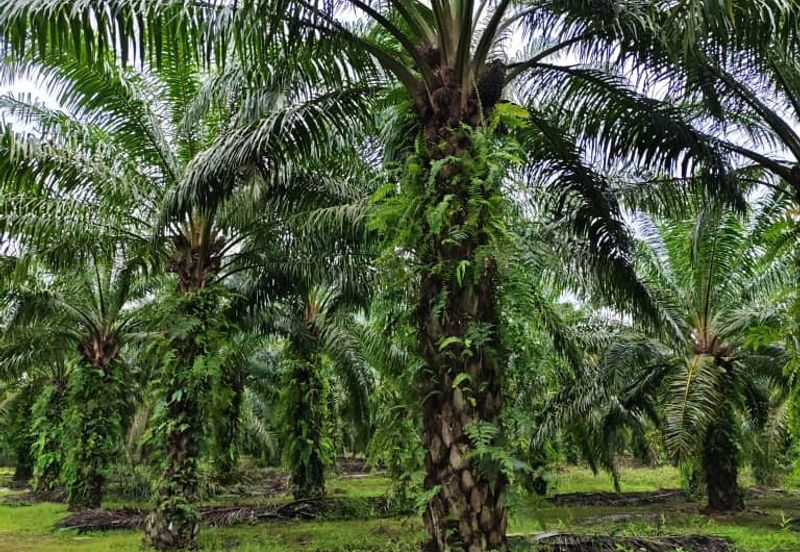 Johor Pontian Ayer Baloi Jawa Ulu 31 acres Palm Oil Land for SALE