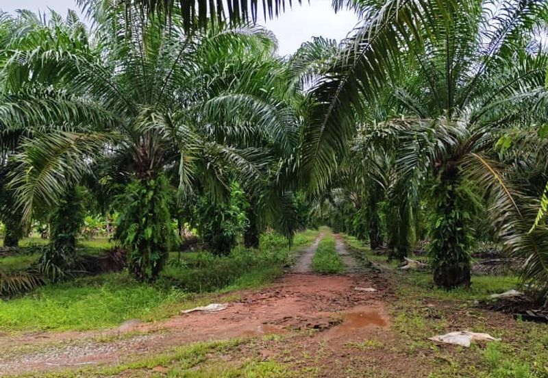Johor Pontian Ayer Baloi Jawa Ulu 31 acres Palm Oil Land for SALE