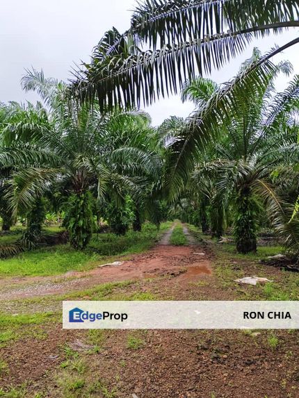 Johor Pontian Ayer Baloi Jawa Ulu 31 acres Palm Oil Land for SALE, Johor, Pontian