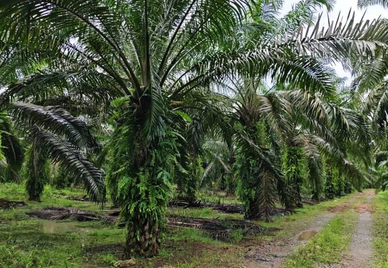 Johor Pontian Ayer Baloi Jawa Ulu 31 acres Palm Oil Land for SALE
