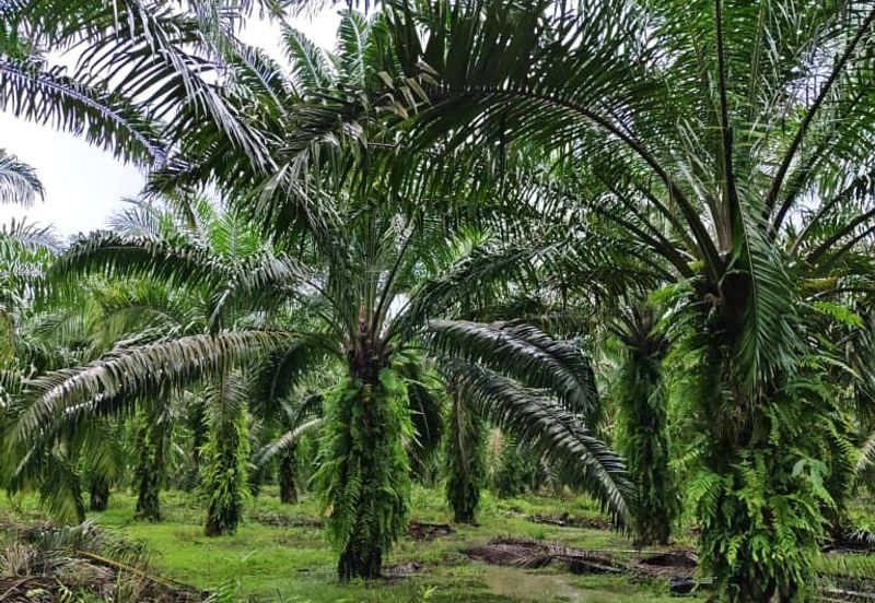 Johor Pontian Ayer Baloi Jawa Ulu 31 acres Palm Oil Land for SALE