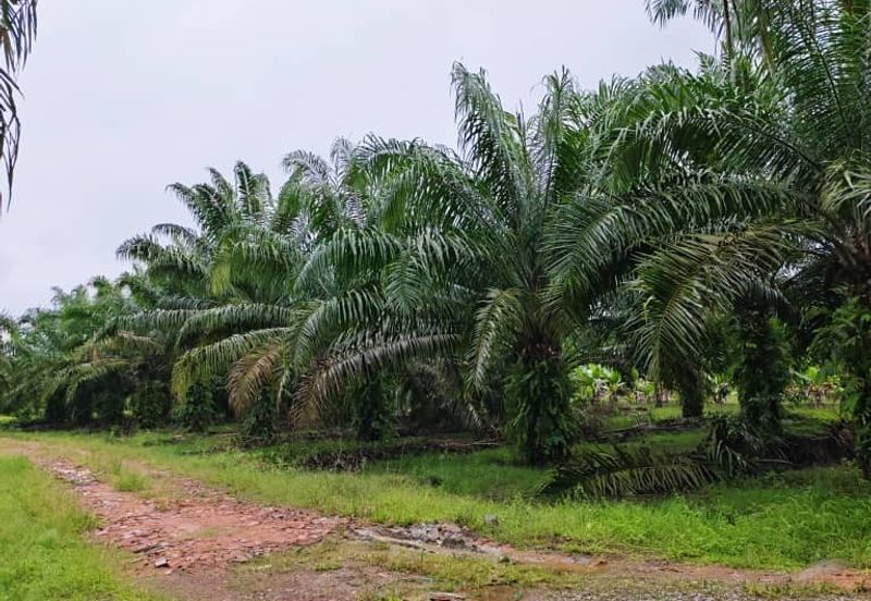 Johor Pontian Ayer Baloi Jawa Ulu 31 acres Palm Oil Land for SALE