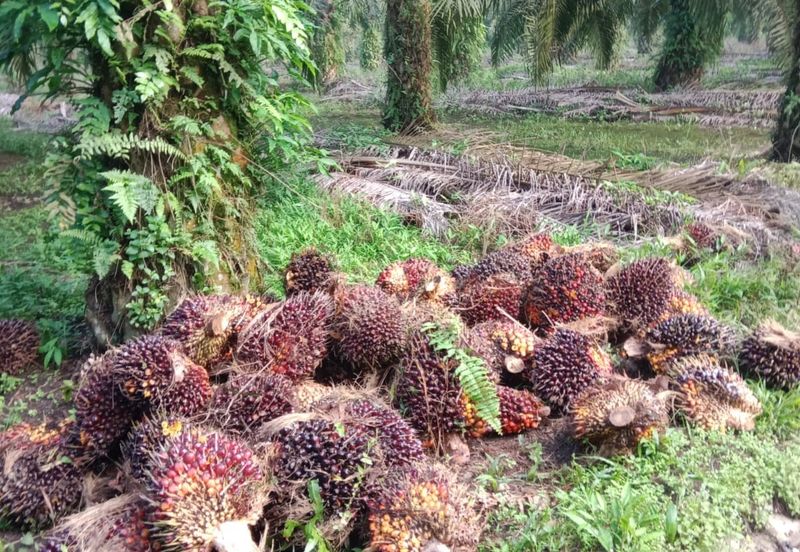 Johor Pontian Ayer Baloi Jawa Ulu 31 acres Palm Oil Land for SALE