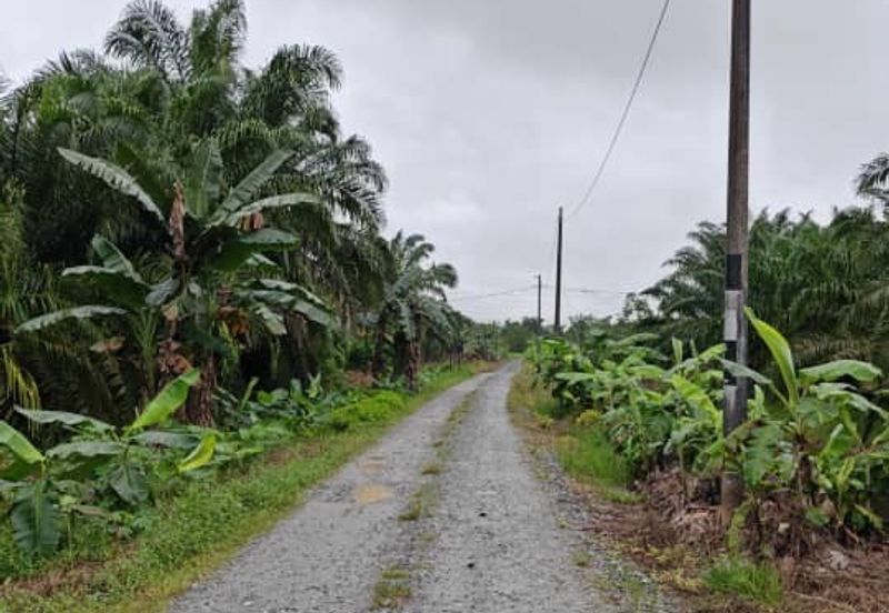 Johor Pontian Ayer Baloi Jawa Ulu 31 acres Palm Oil Land for SALE