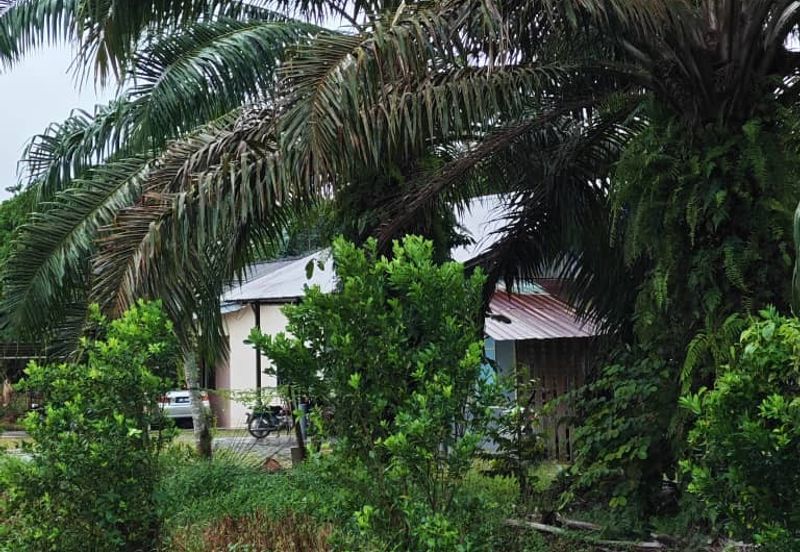 Johor Pontian Ayer Baloi Jawa Ulu 31 acres Palm Oil Land for SALE