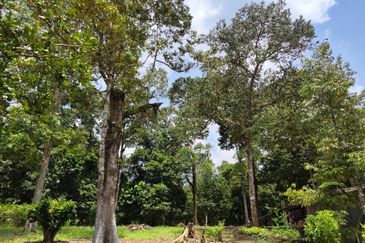 Kota Tinggi 21 Acres Dusun Land For Sale 