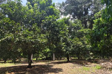 Kota Tinggi 21 Acres Dusun Land For Sale 