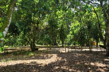 Kota Tinggi 21 Acres Dusun Land For Sale 