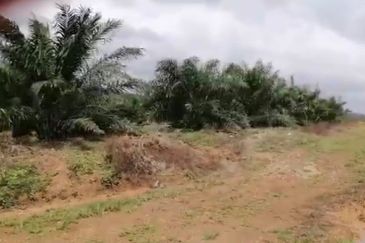 Johor Mersing 183 Acres Palm Oil Land For Sale ‼️