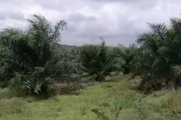 Johor Mersing 183 Acres Palm Oil Land For Sale ‼️