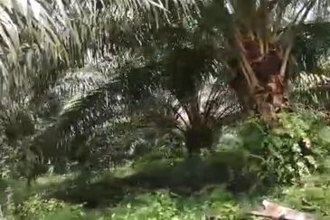 Johor Mersing 183 Acres Palm Oil Land For Sale ‼️