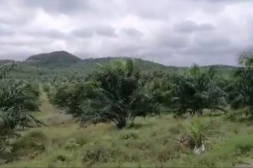 Johor Mersing 183 Acres Palm Oil Land For Sale ‼️