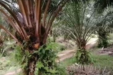 Johor Mersing 183 Acres Palm Oil Land For Sale ‼️