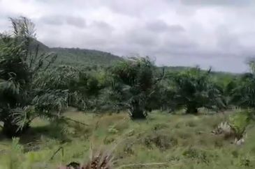 Johor Mersing 183 Acres Palm Oil Land For Sale ‼️