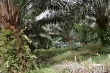 Johor Mersing 183 Acres Palm Oil Land For Sale ‼️