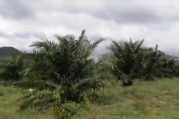 Johor Mersing 183 Acres Palm Oil Land For Sale ‼️