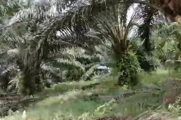Johor Mersing 183 Acres Palm Oil Land For Sale ‼️